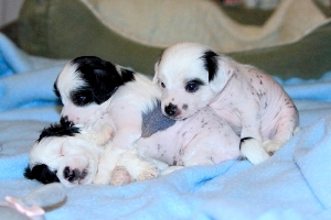 Chinese Crested Puppy Pictures