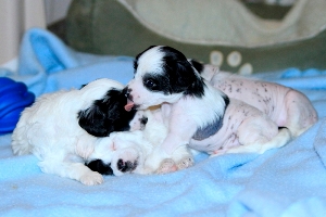 Chinese Crested Puppy Pictures
