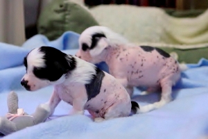 Chinese Crested Puppy Pictures