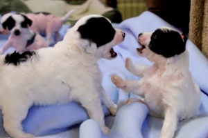 Chinese Crested Puppy Pictures