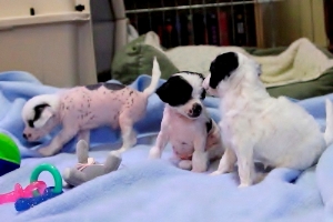 Chinese Crested Puppy Pictures