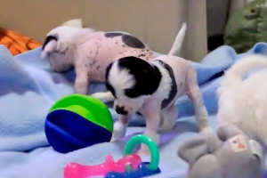 Chinese Crested Puppy Pictures