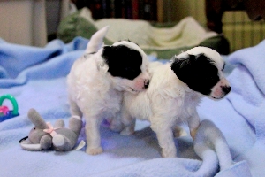 Chinese Crested Puppy Pictures