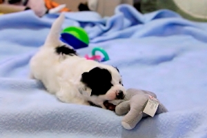 Chinese Crested Puppy Pictures