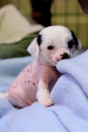 Chinese Crested Puppy Pictures