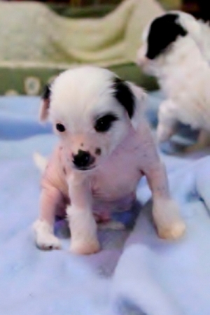 Chinese Crested Puppy Pictures