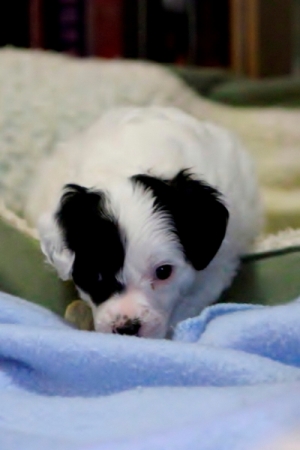 Chinese Crested Puppy Pictures