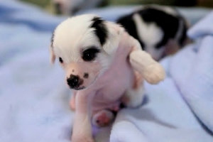 Chinese Crested Puppy Pictures