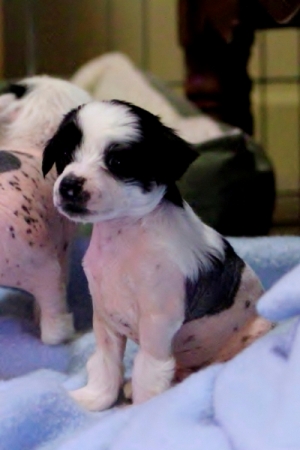 Chinese Crested Puppy Pictures