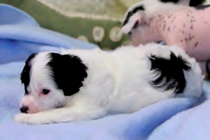 Chinese Crested Puppy Pictures