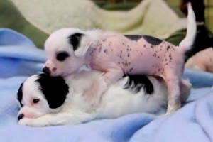 Chinese Crested Puppy Pictures