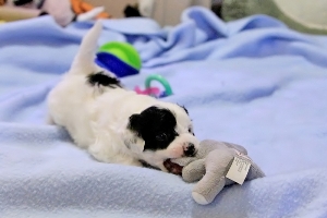 Chinese Crested Puppy Pictures