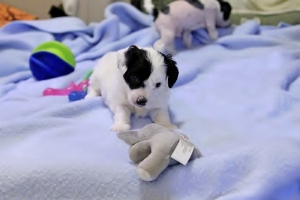 Chinese Crested Puppy Pictures