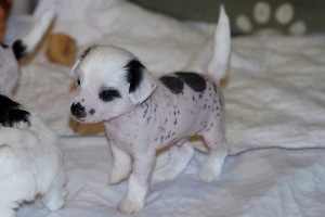 Chinese Crested Puppy Pictures