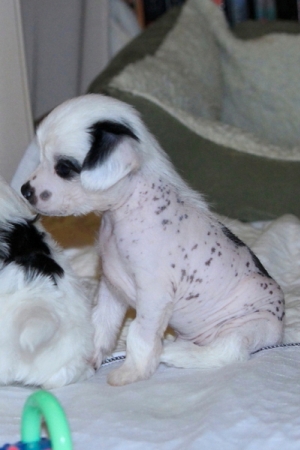 Chinese Crested Puppy Pictures