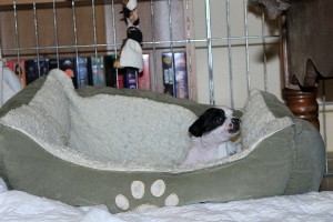 Chinese Crested Puppy Pictures