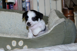 Chinese Crested Puppy Pictures
