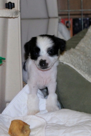 Chinese Crested Puppy Pictures