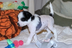 Chinese Crested Puppy Pictures