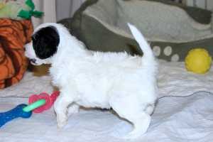 Chinese Crested Puppy Pictures