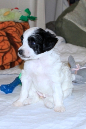 Chinese Crested Puppy Pictures