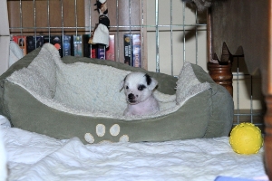 Chinese Crested Puppy Pictures