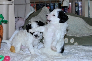 Chinese Crested Puppy Pictures