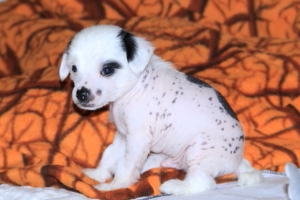 Chinese Crested Puppy Pictures