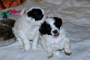 Chinese Crested Puppy Pictures