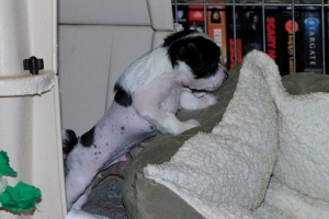 Chinese Crested Puppy Pictures