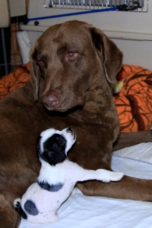 Chinese Crested Puppy Pictures