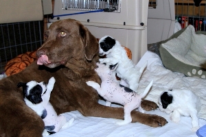 Chinese Crested Puppy Pictures