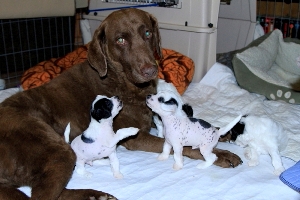 Chinese Crested Puppy Pictures
