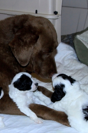 Chinese Crested Puppy Pictures