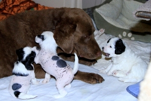 Chinese Crested Puppy Pictures