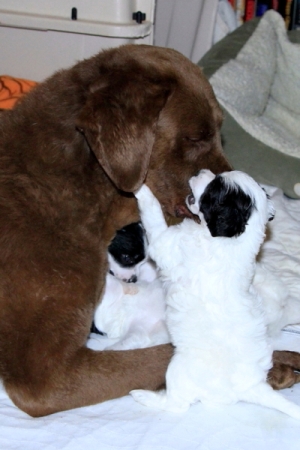 Chinese Crested Puppy Pictures