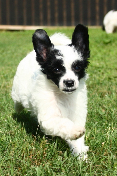 Chinese Crested Puppy Pictures