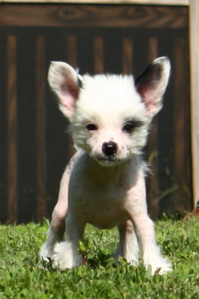 Chinese Crested Puppy Pictures