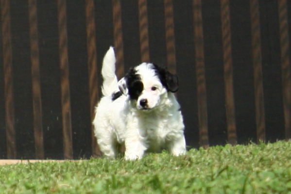 Chinese Crested Puppy Pictures