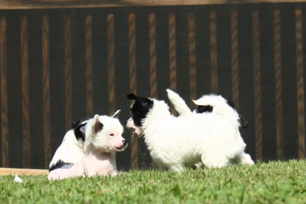 Chinese Crested Puppy Pictures