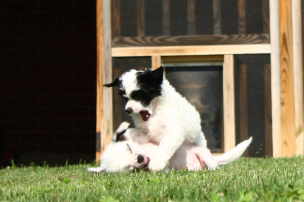 Chinese Crested Puppy Pictures
