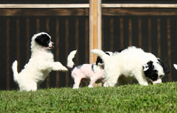 Chinese Crested Puppy Pictures