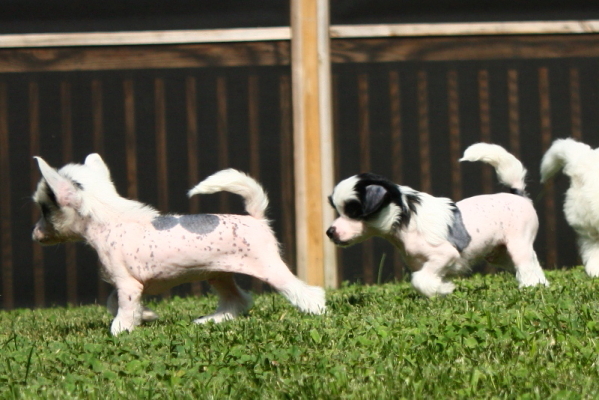 Chinese Crested Puppy Pictures