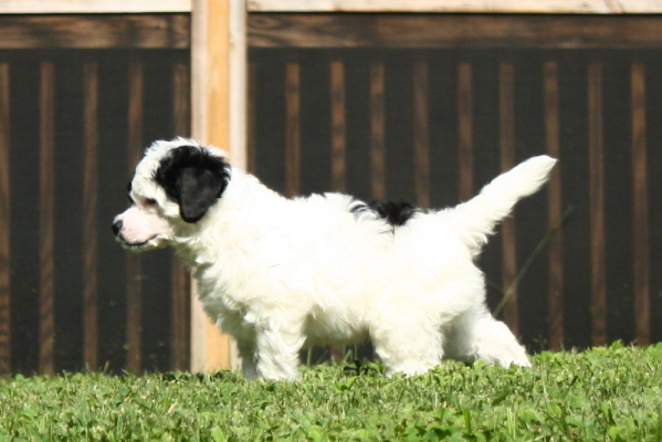 Chinese Crested Puppy Pictures