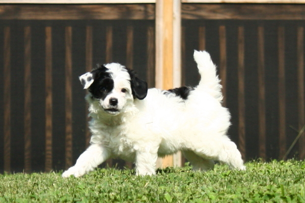 Chinese Crested Puppy Pictures