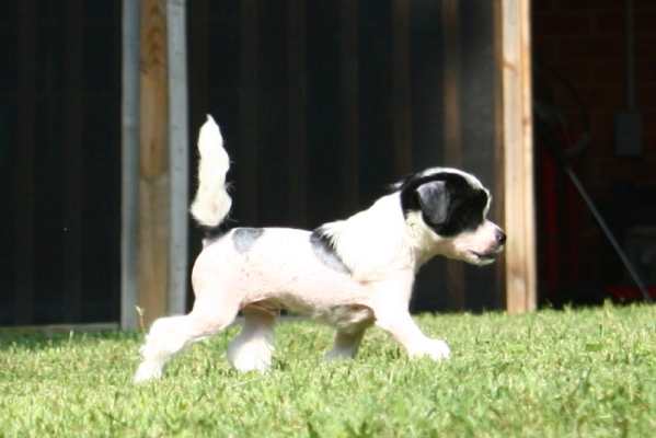 Chinese Crested Puppy Pictures