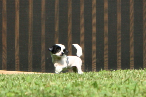 Chinese Crested Puppy Pictures
