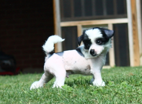 Chinese Crested Puppy Pictures