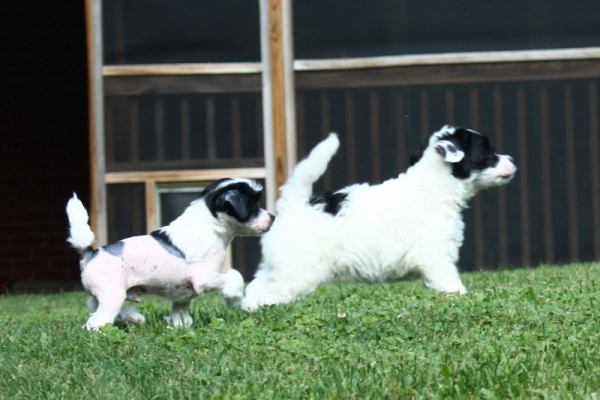 Chinese Crested Puppy Pictures