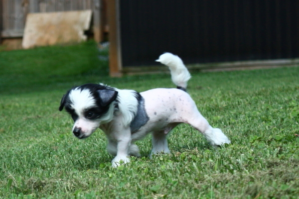 Chinese Crested Puppy Pictures